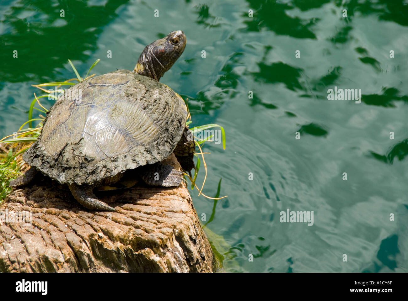 Turtle by pond in Stock Photo - Alamy