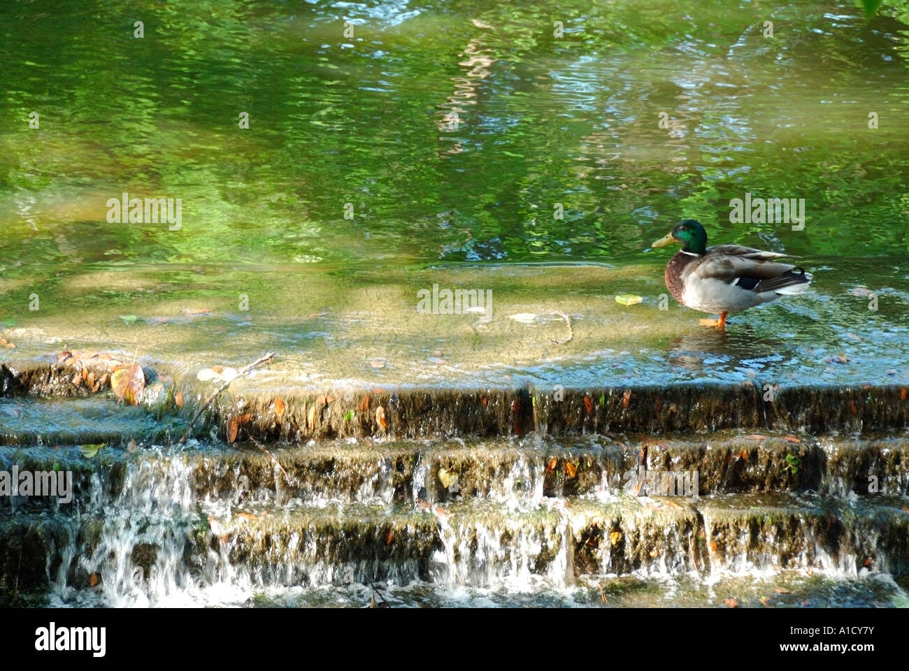 duck wading in pond Stock Photo Alamy