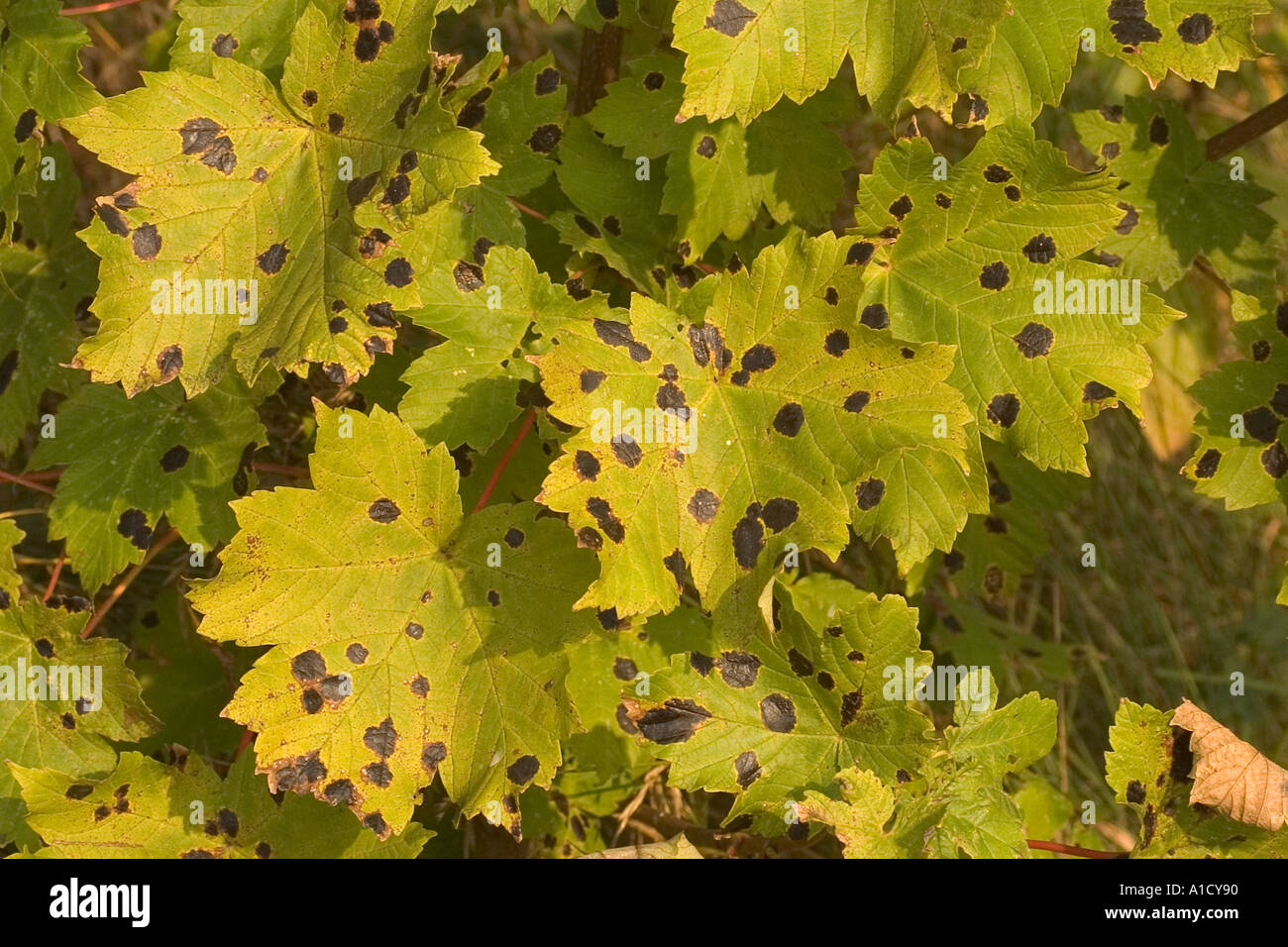 Tar Spot Fungus On Sycamore Leaves Stock Photo Alamy