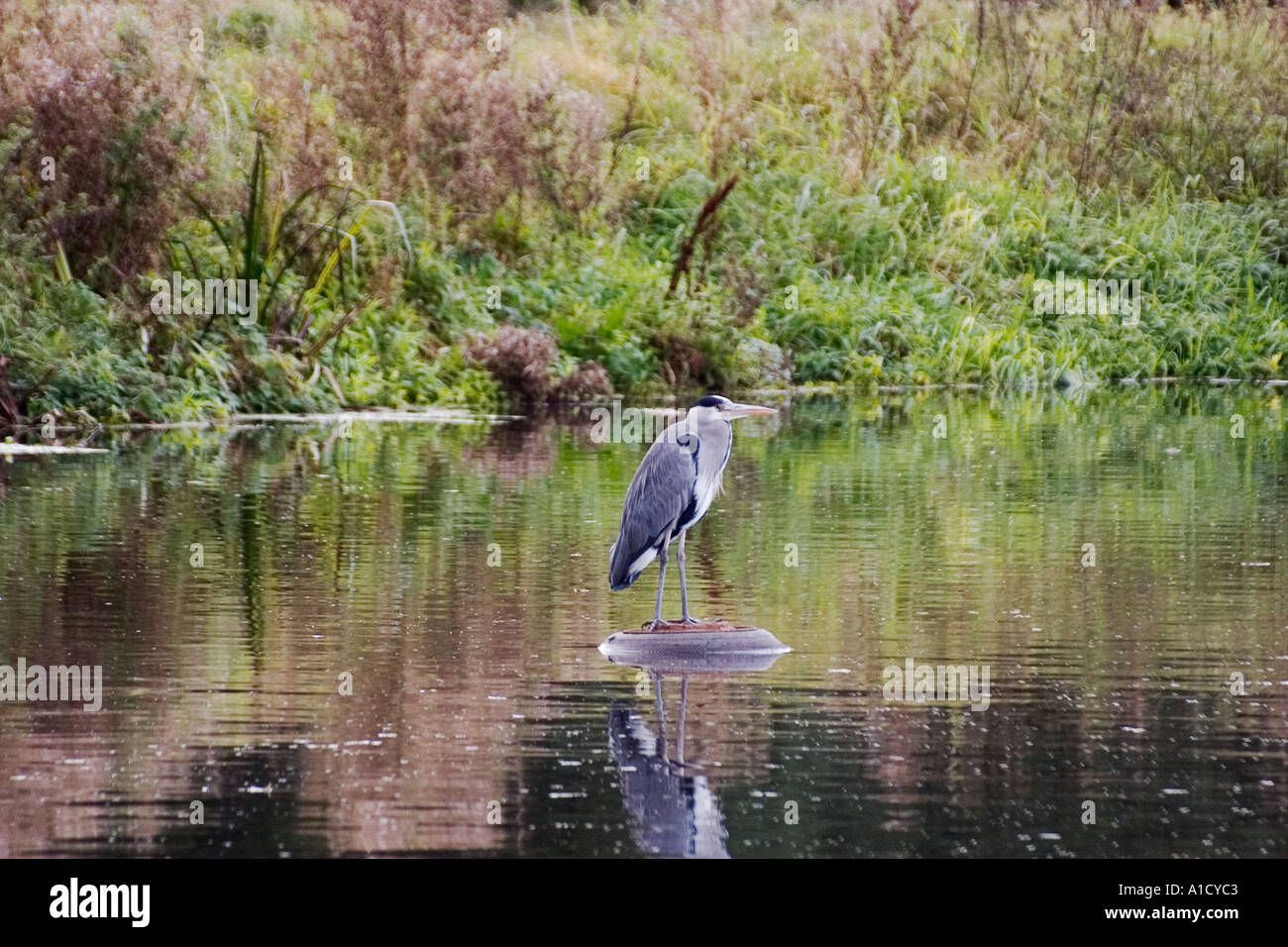 Heron standing on car tyre floating dowr river. Stock Photo