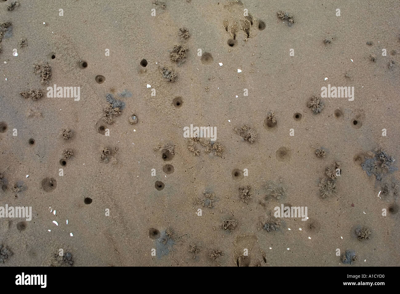 Lugworm holes on mudflats near the Hilbre Islands in the Dee estuary Stock Photo