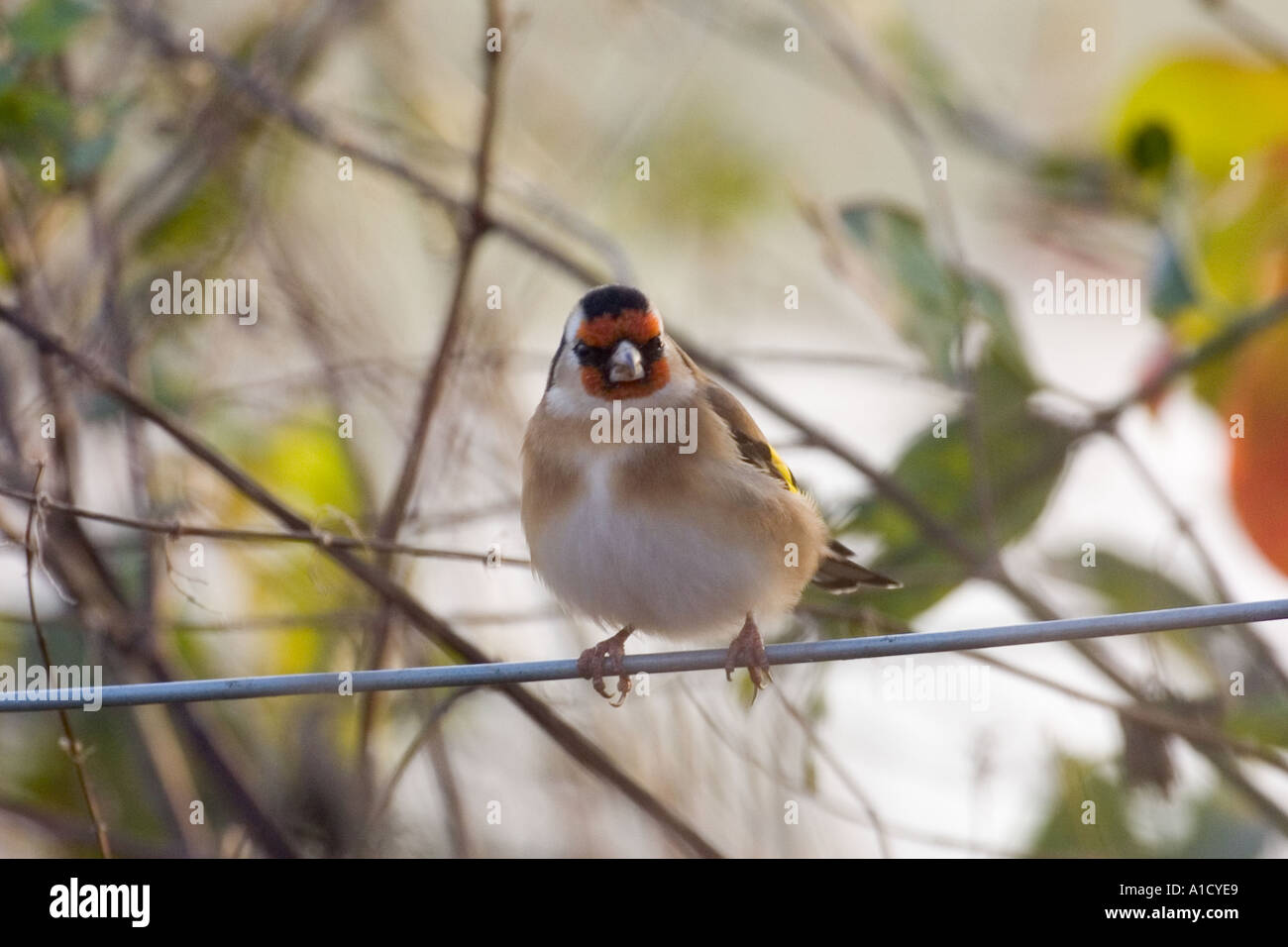 Goldfinch Stock Photo