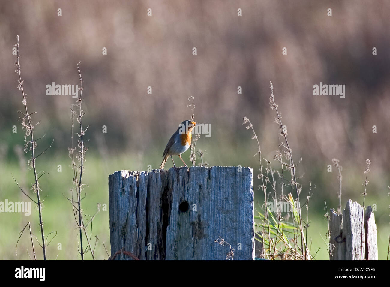 Robin on fencepost Erithacus rubecula Stock Photo