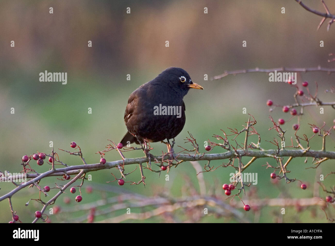 Male blackbird with white ring around eye Stock Photo Alamy