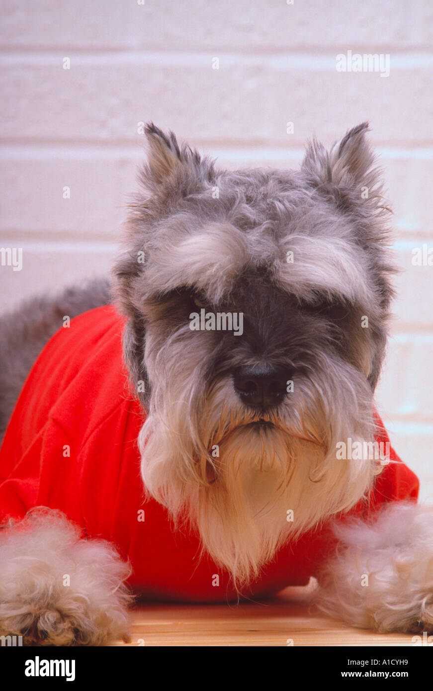 dog wearing turtleneck