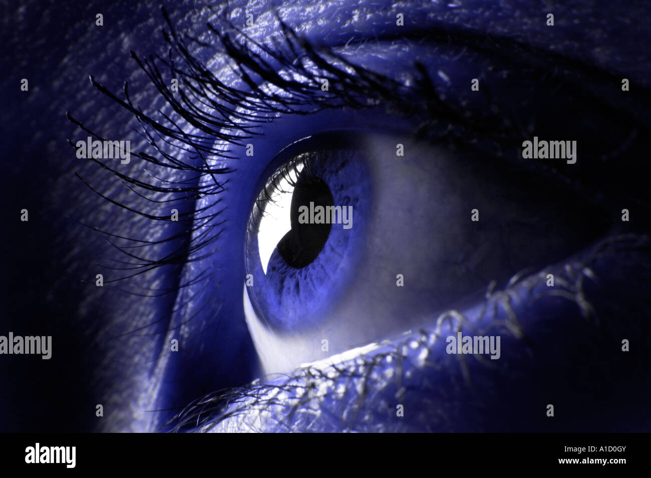 Blue female eye macro Human eye closeup Vision concept Stock Photo