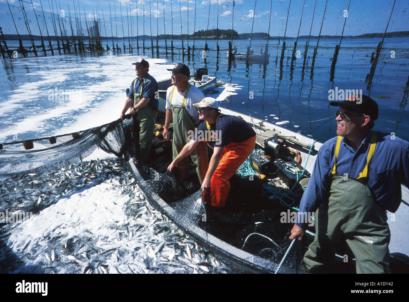 Fishing of herring hi-res stock photography and images - Alamy