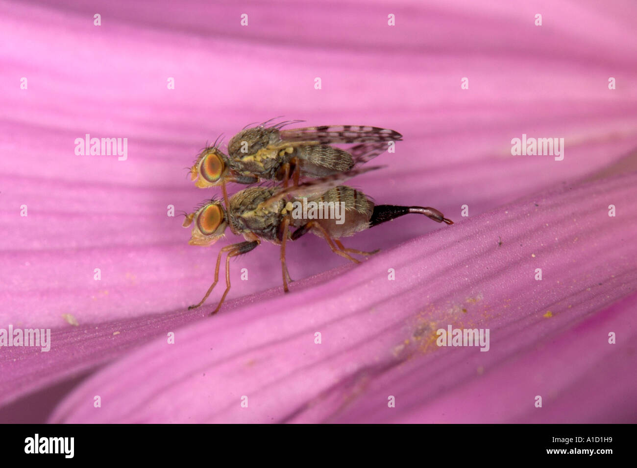 Two flies mating laying eggs Stock Photo Alamy