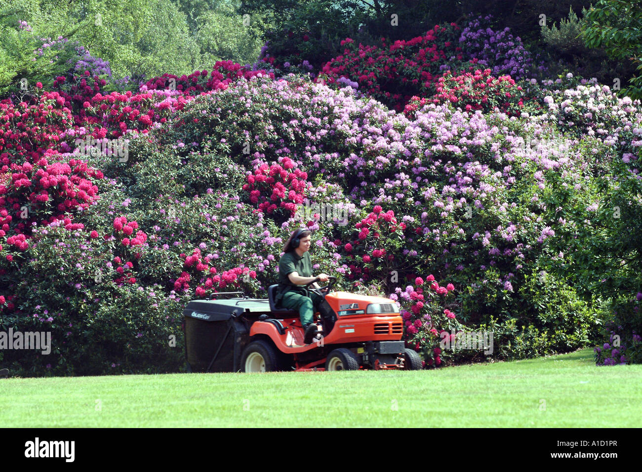 Large rhododendron bushes with gardener on lawn tractor Stock Photo