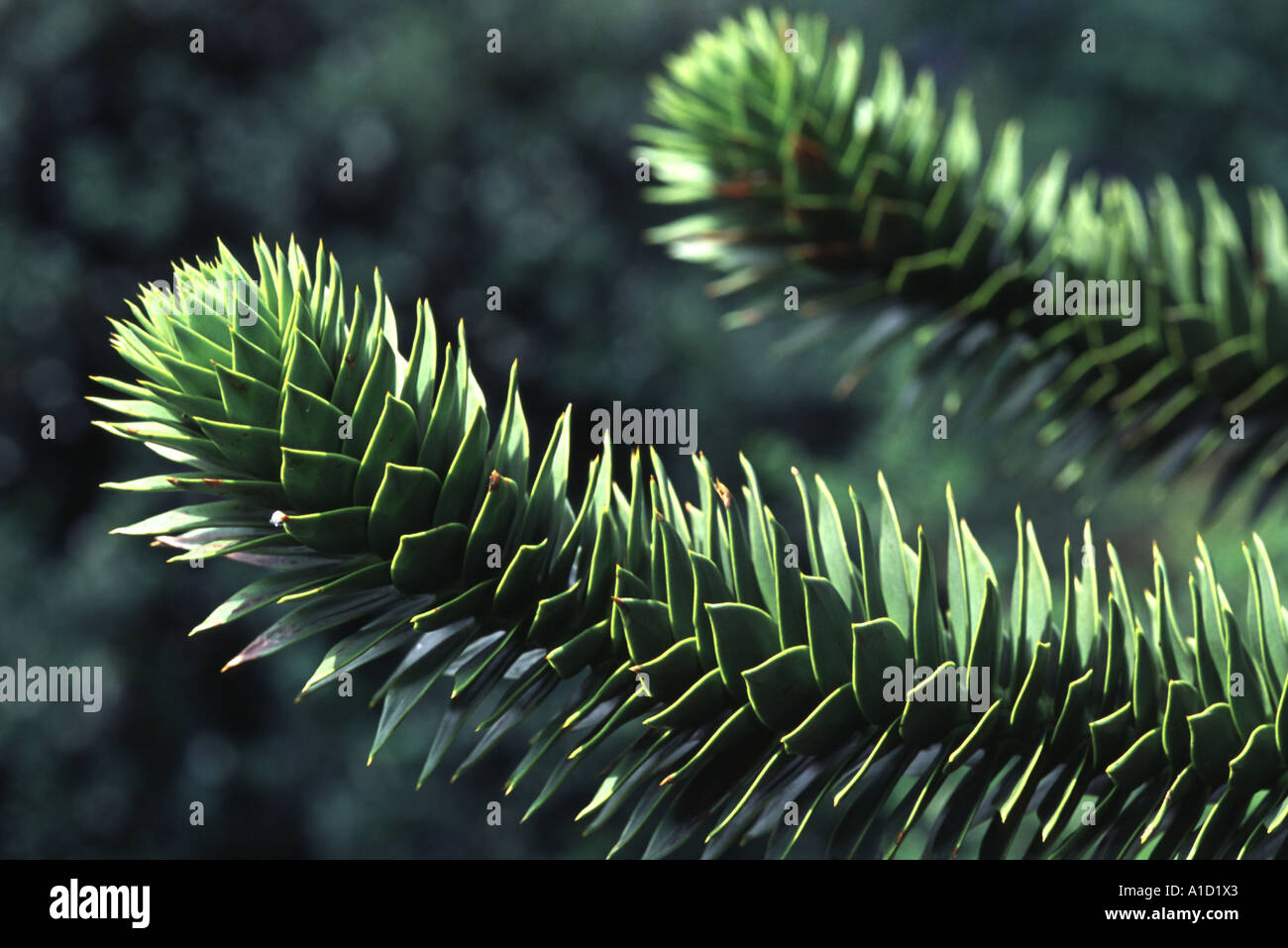 Monkey Puzzle Tree or Chile Pine, Araucaria araucana Stock Photo