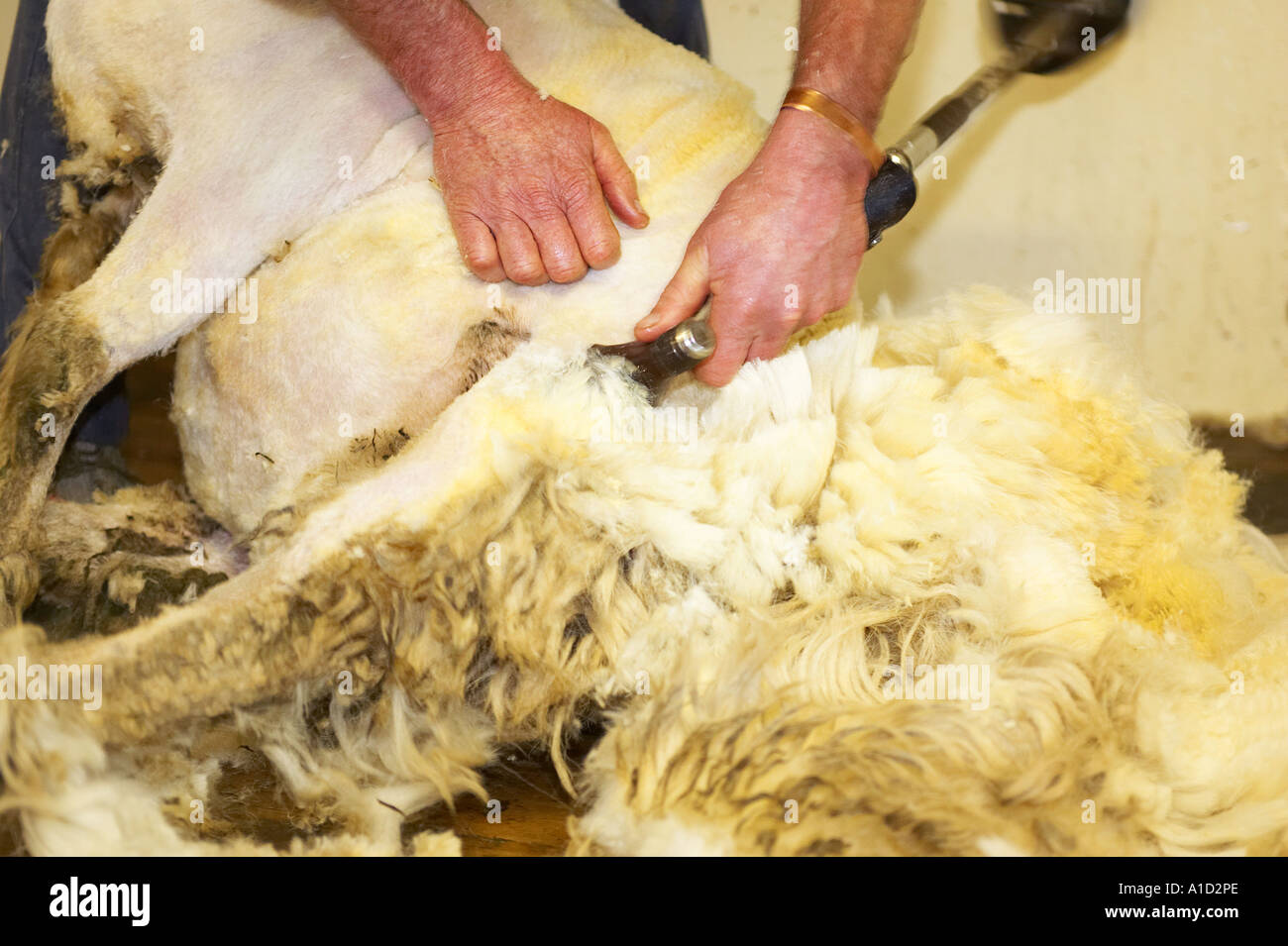 Sheep Shearing, South Island, New Zealand Stock Photo Alamy