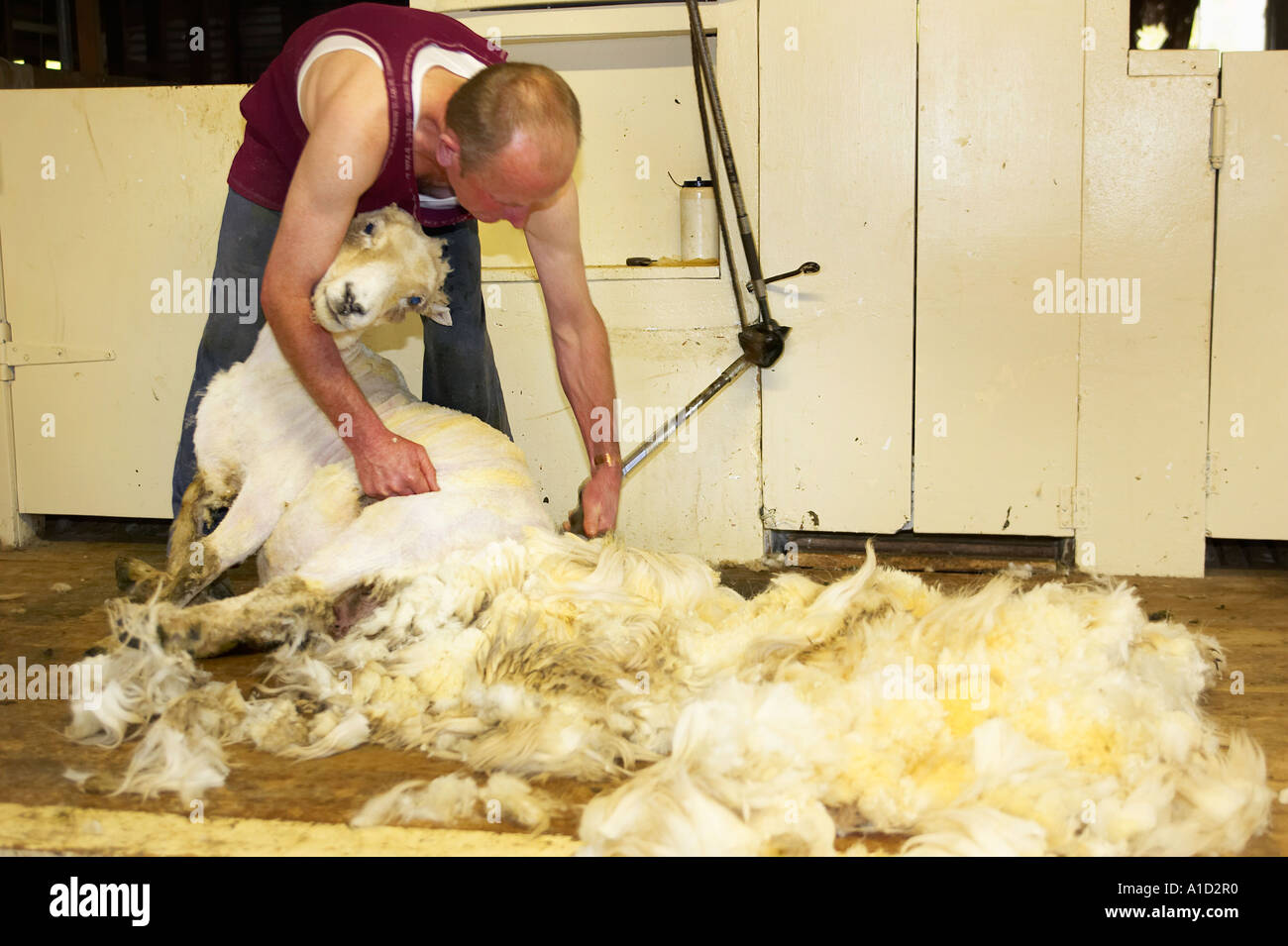 Sheep Shearing, South Island, New Zealand Stock Photo Alamy