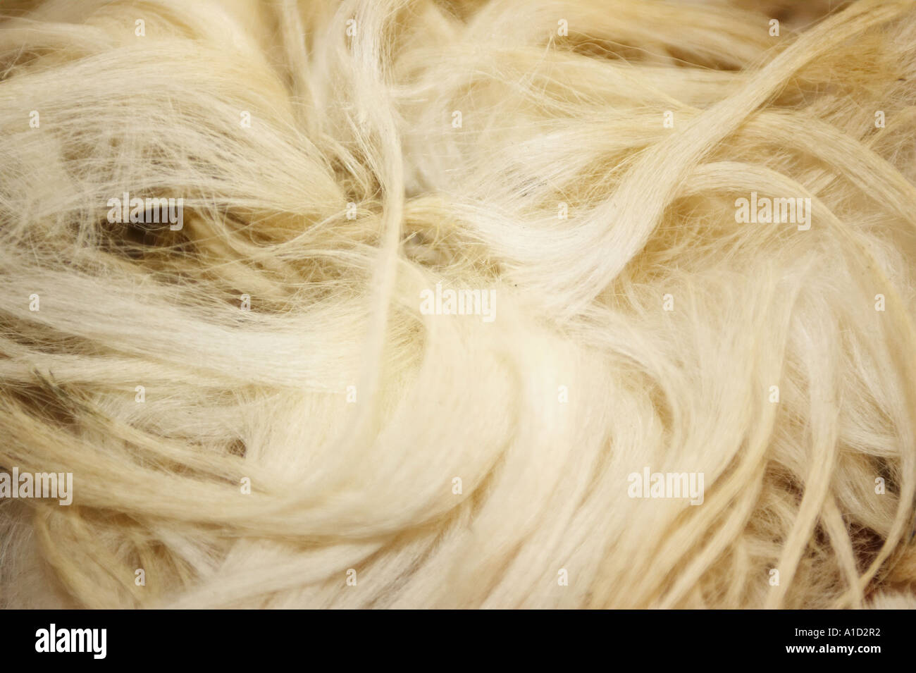 Wool from Drysdale Sheep Stock Photo Alamy