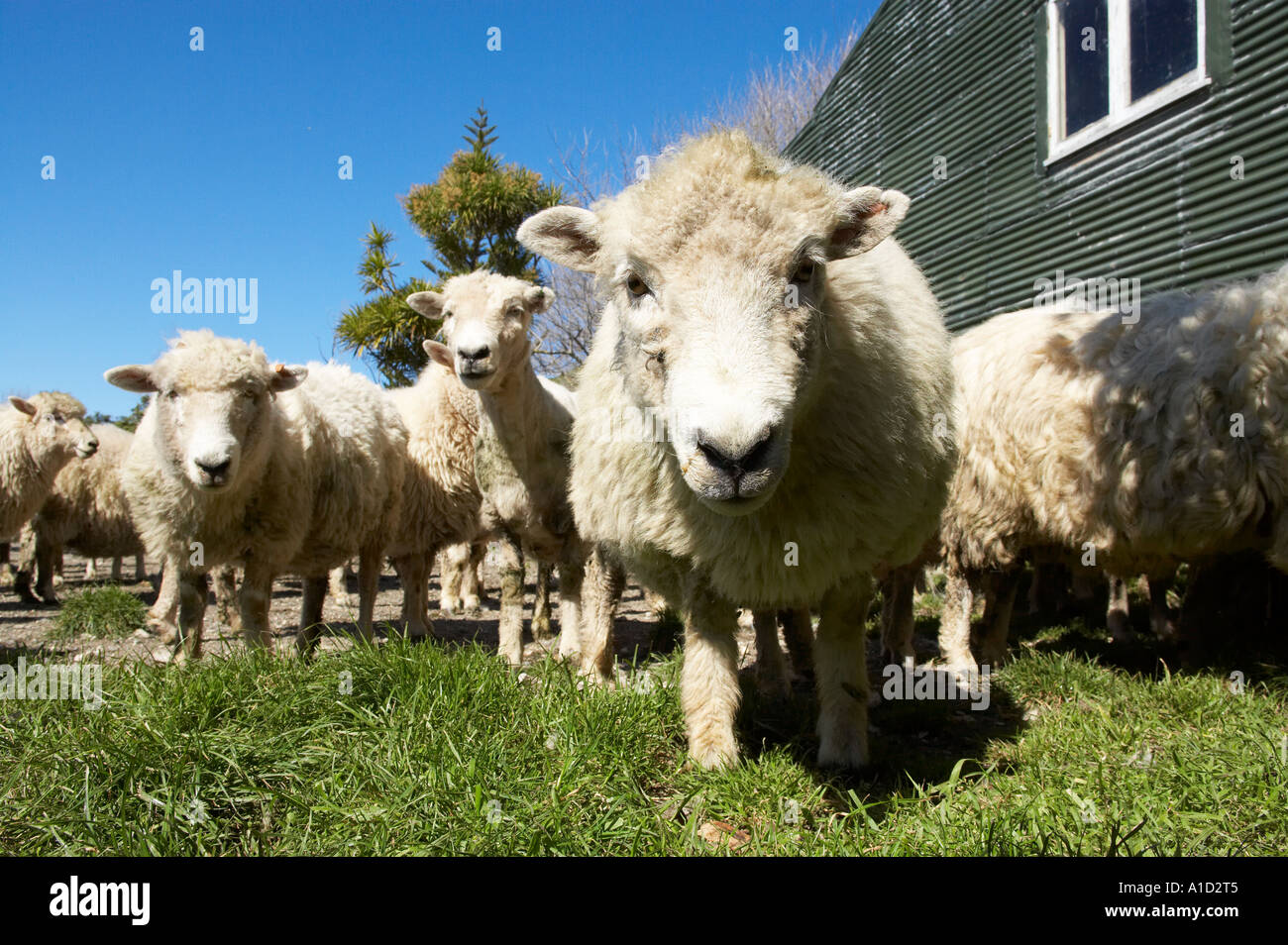 Sheep in Farmyard Kaikoura Marlborough South Island New Zealand Stock