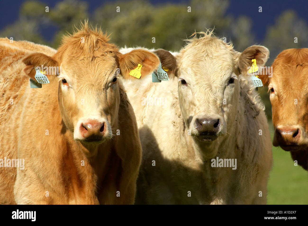 Cows near Fox Glacier West Coast South Island New Zealand Stock Photo