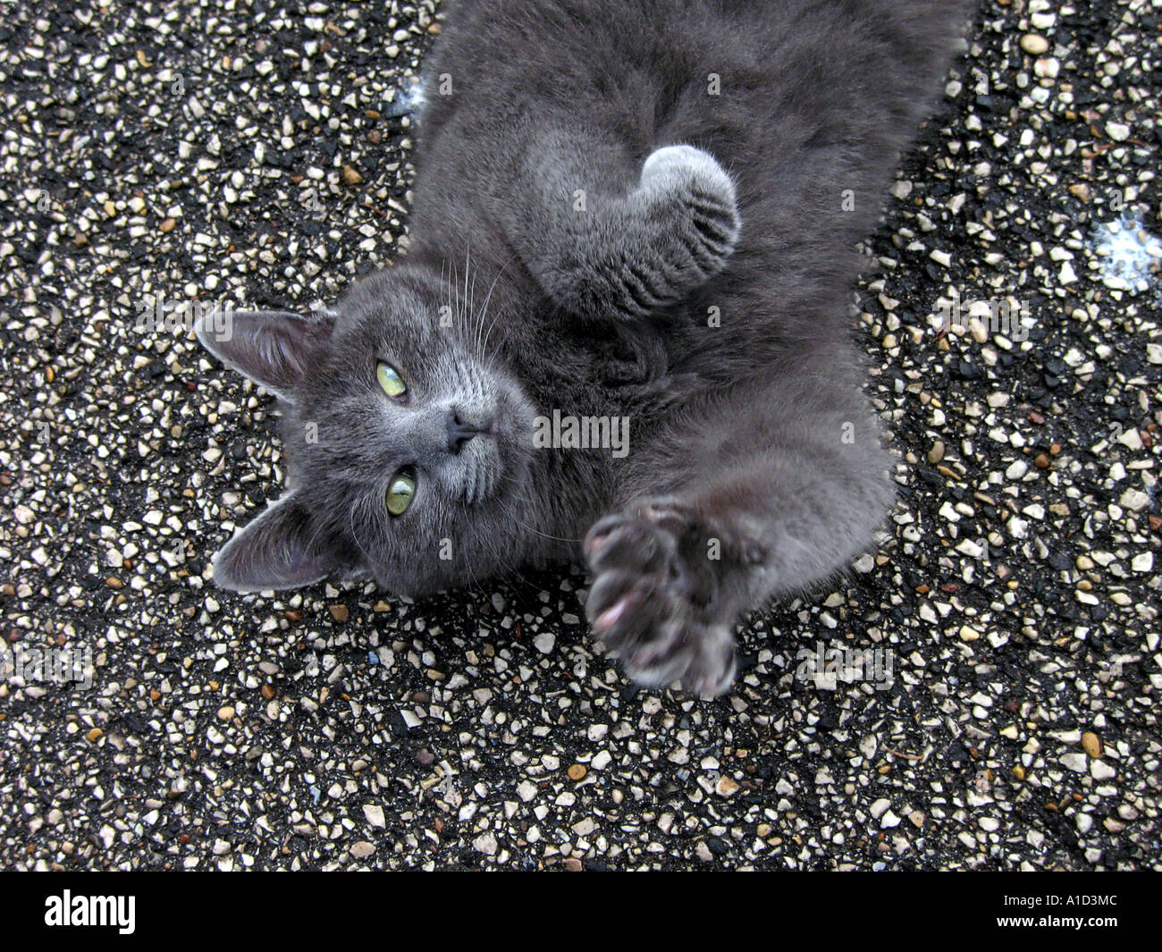 Grey cat lying down on the floor with paws up Stock Photo - Alamy