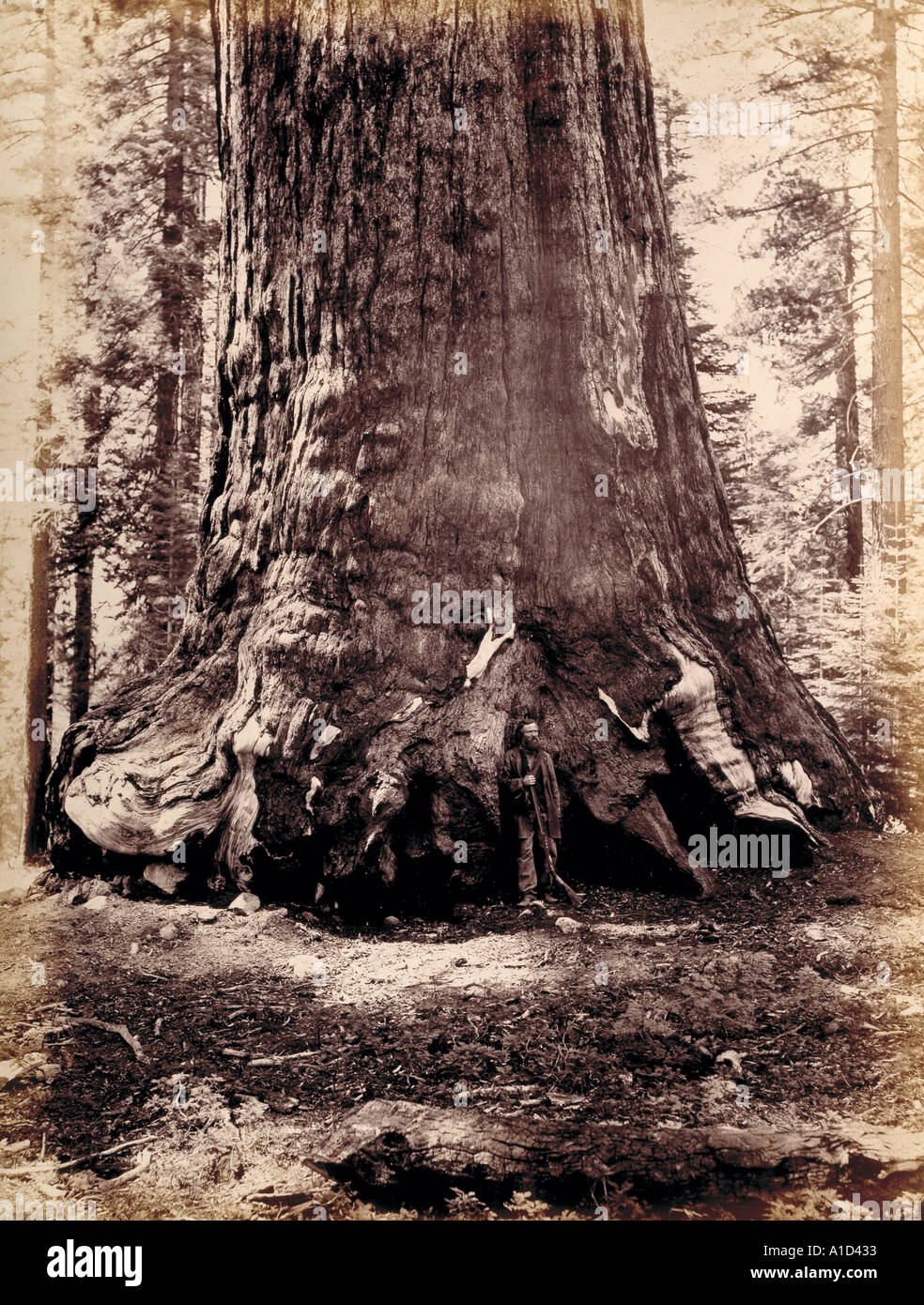 Man with shotgun standing beside base of giant tree Stock Photo