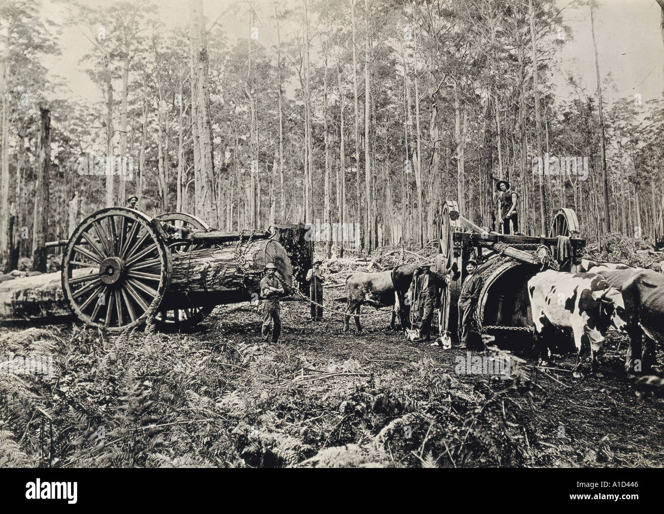 Timber hauling australia hires stock photography and images Alamy