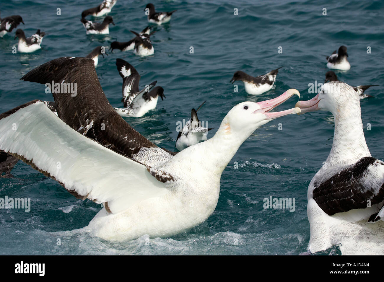 Gibson albatross hi-res stock photography and images - Alamy