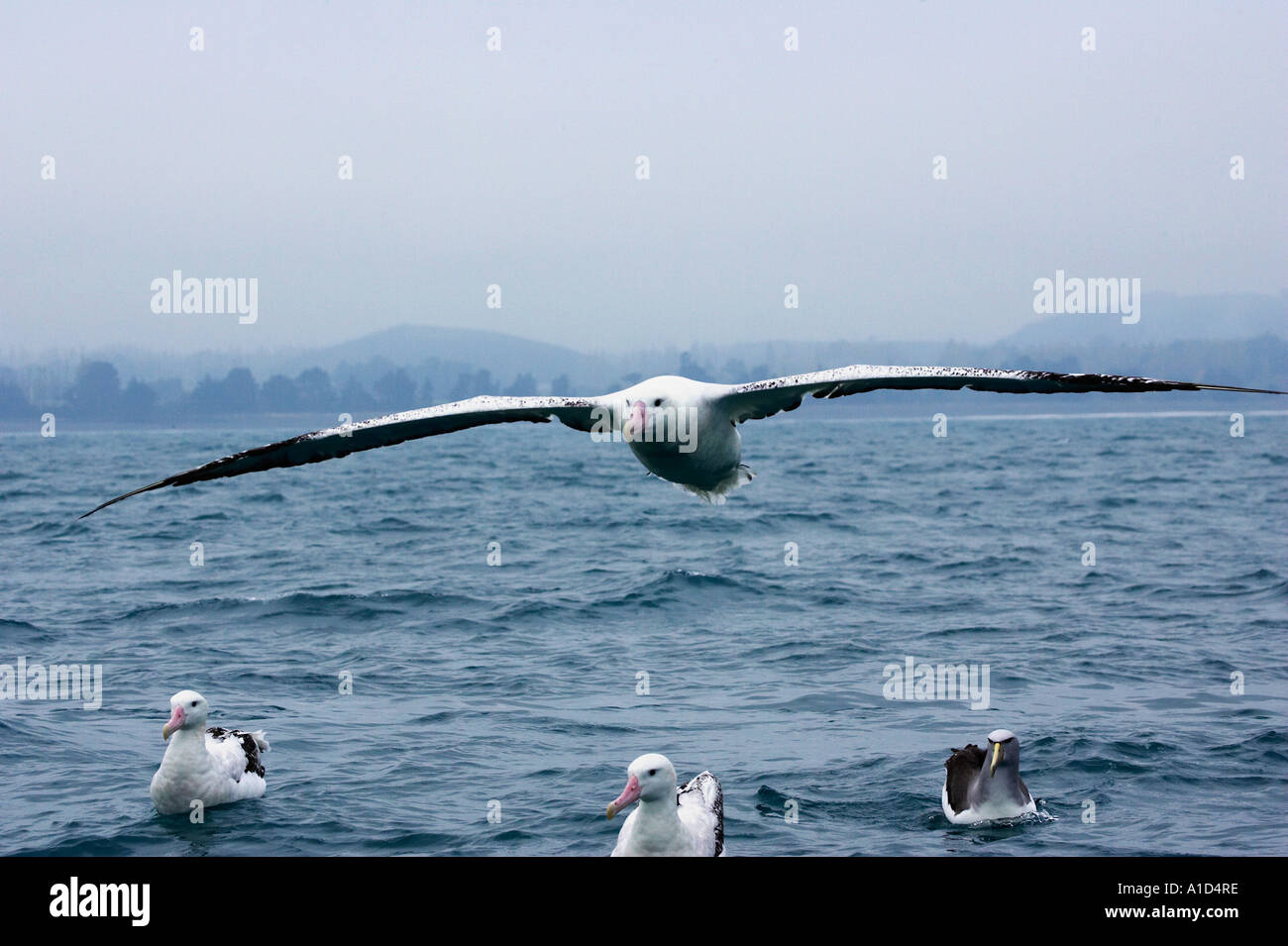 Gibsons wandering albatross hi-res stock photography and images - Alamy