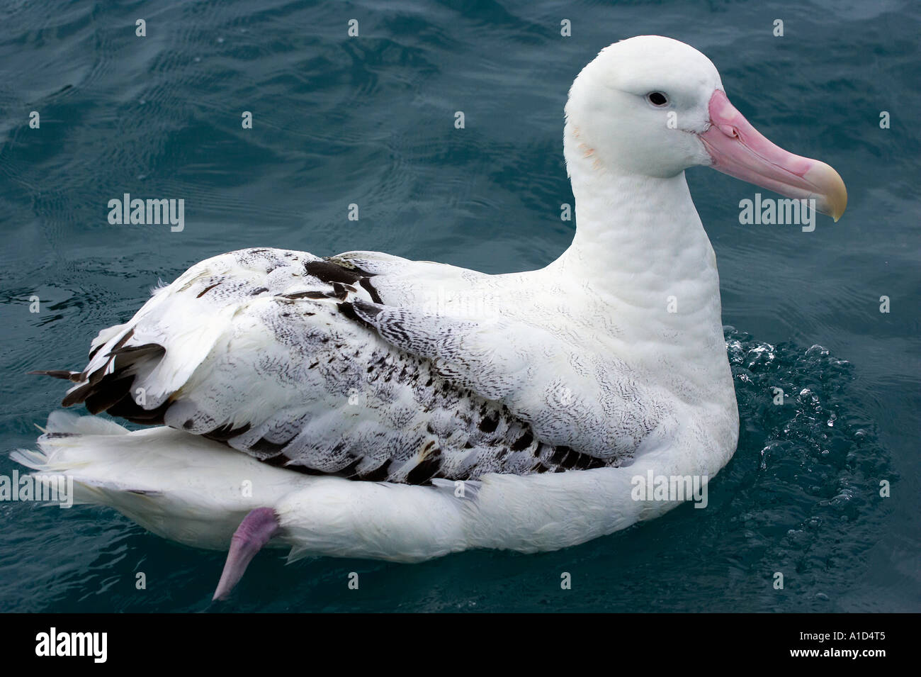 Gibson albatross hi-res stock photography and images - Alamy