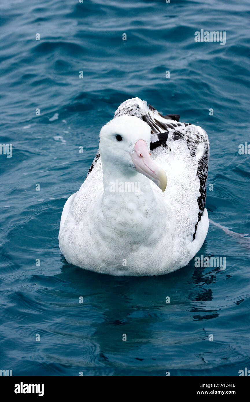 Gibsons wandering albatross hi-res stock photography and images - Alamy
