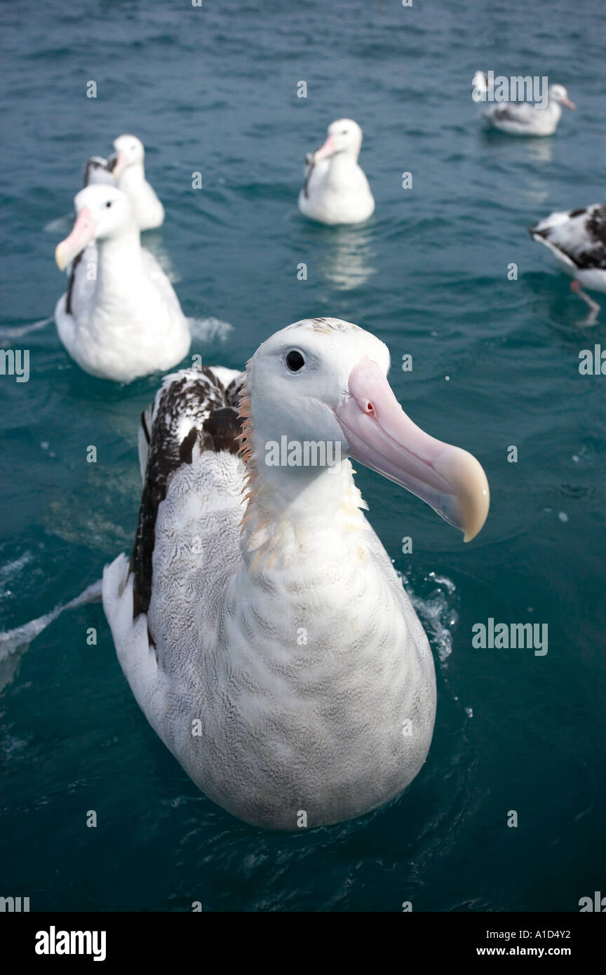 Gibson albatross hi-res stock photography and images - Alamy