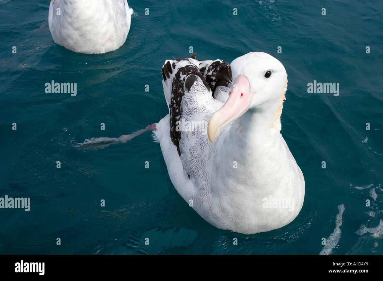 Gibsons albatrosses hi-res stock photography and images - Alamy