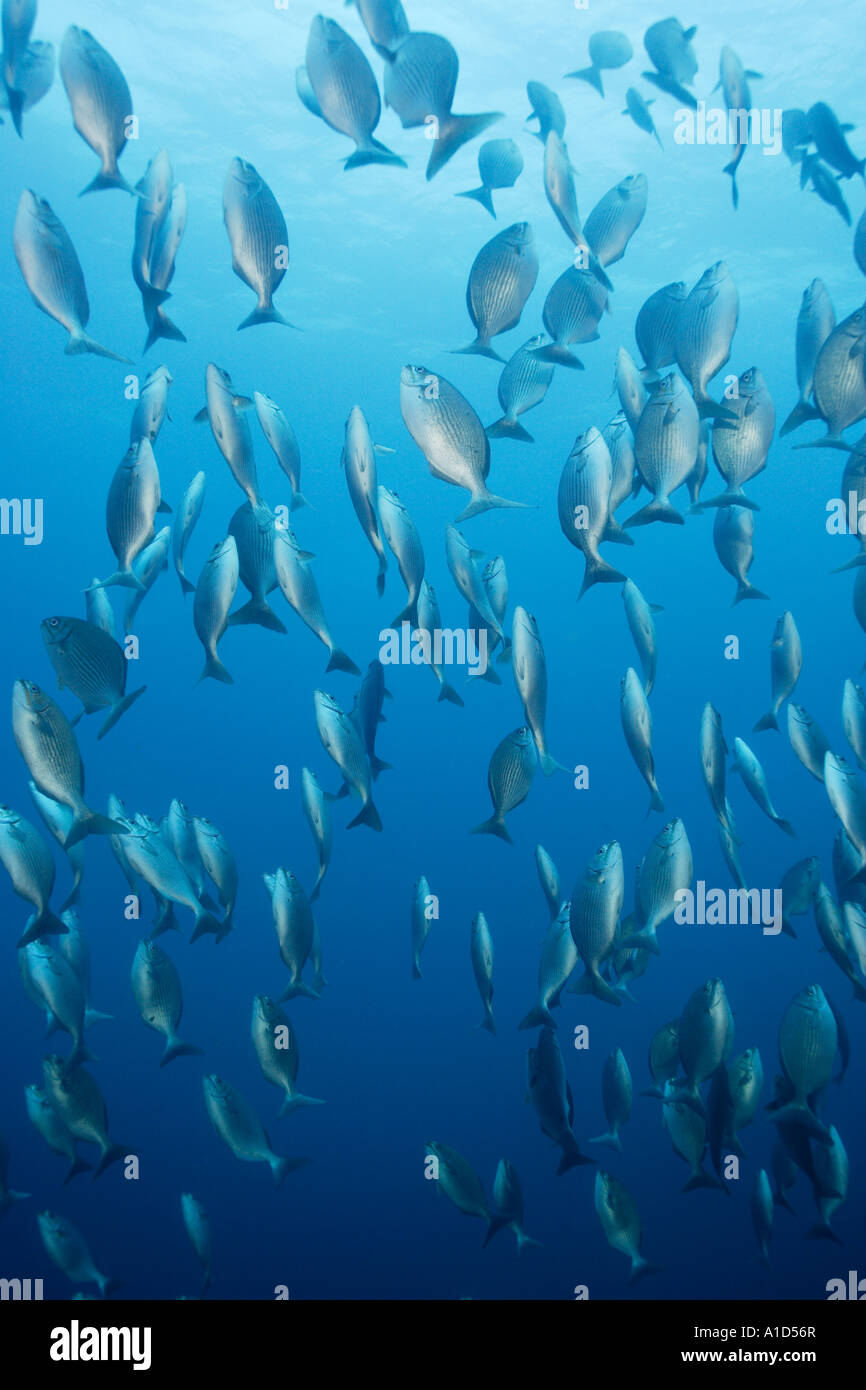 nu1942. Chubs, Kyphosus sp., in spawning aggregation. Galapagos Islands, Ecuador. Pacific Ocean. Photo Copyright Brandon Cole Stock Photo