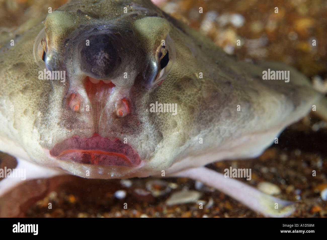 nu2254. Red lipped Batfish, Ogcocephalus darwini. Galapagos, Pacific Ocean. Photo Copyright Brandon Cole Stock Photo