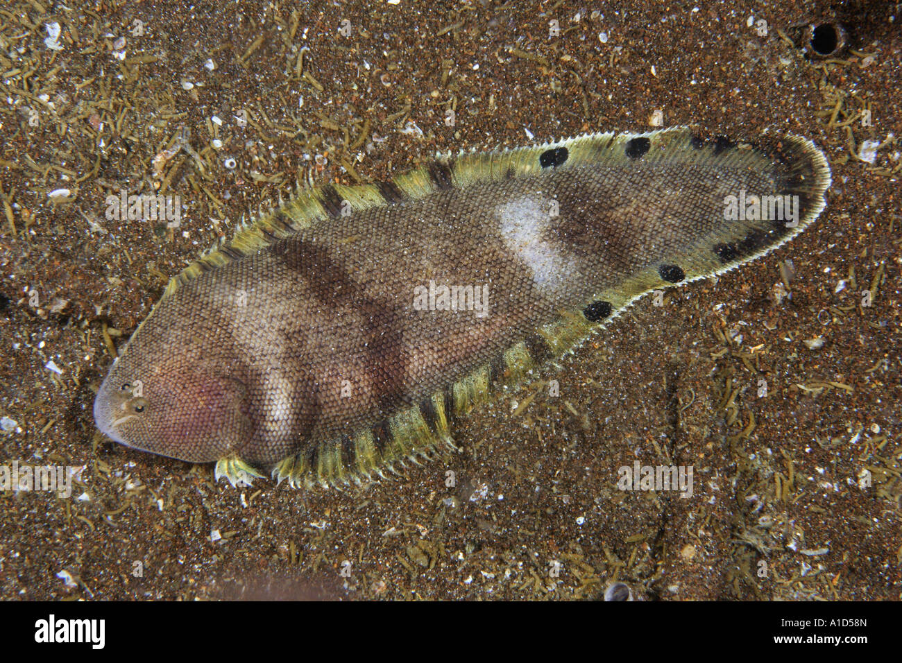 nu2270. Halfspotted Tonguefish, Symphurus atramentatus. Galapagos Islands, Ecuador. Pacific Ocean. Photo Copyright Brandon Cole Stock Photo