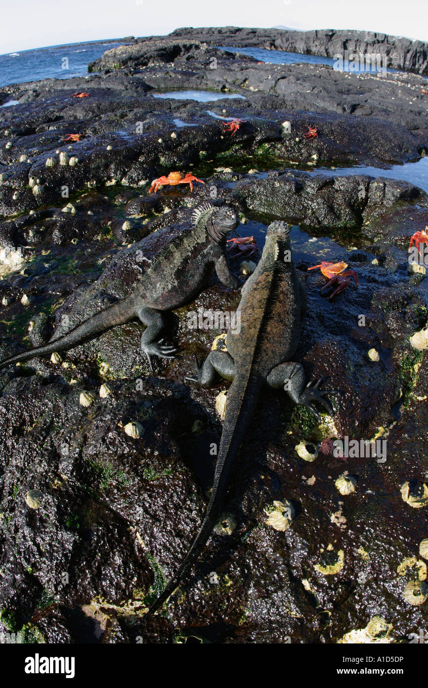 nu72024. two Marine Iguanas, Amblyrhynchus cristatus. Galapagos Islands, Ecuador. Pacific Ocean. Photo Copyright Brandon Cole Stock Photo