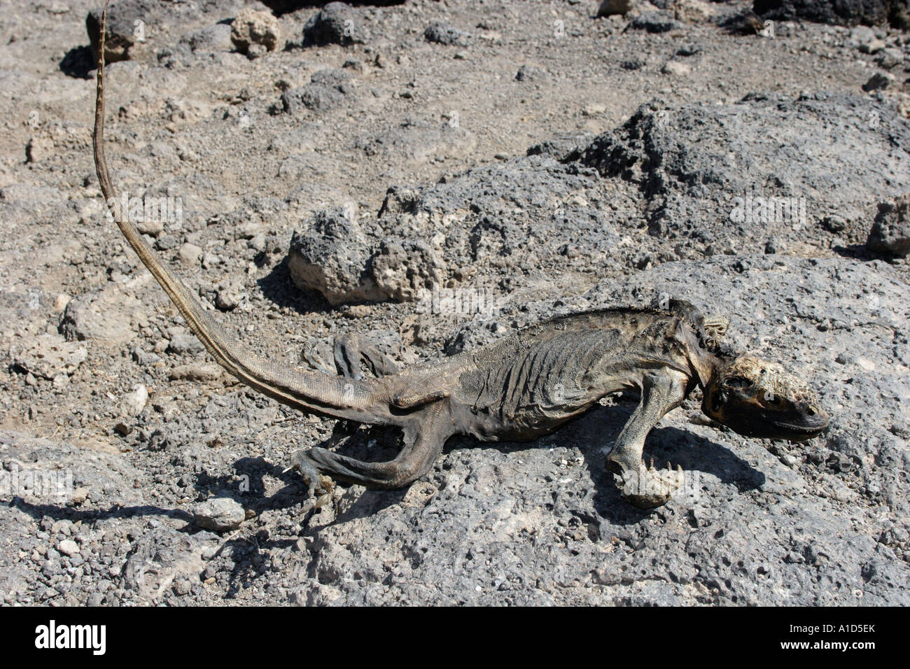 nu72144. dead Land Iguana, Conolophus subcristatus. Galapagos Islands, Ecuador, Pacific Ocean. Photo Copyright Brandon Cole Stock Photo