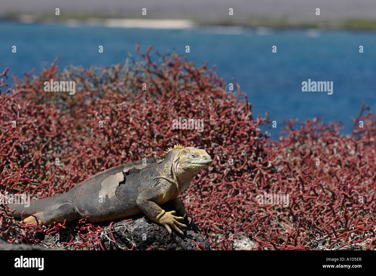 nu72170. Land Iguana, Conolophus subcristatus. Galapagos. Pacific Ocean.  Photo Copyright Brandon Cole Stock Photo