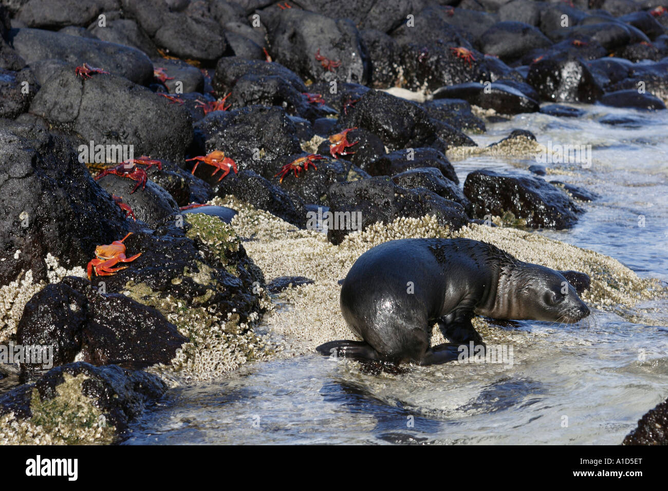nu72189. Galapagos Sea Lion, Zalophus wollebaeki, pup at water's edge. Galapagos. Photo Copyright Brandon Cole Stock Photo
