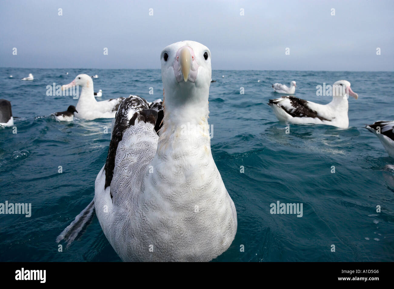 Gibson albatross hi-res stock photography and images - Alamy