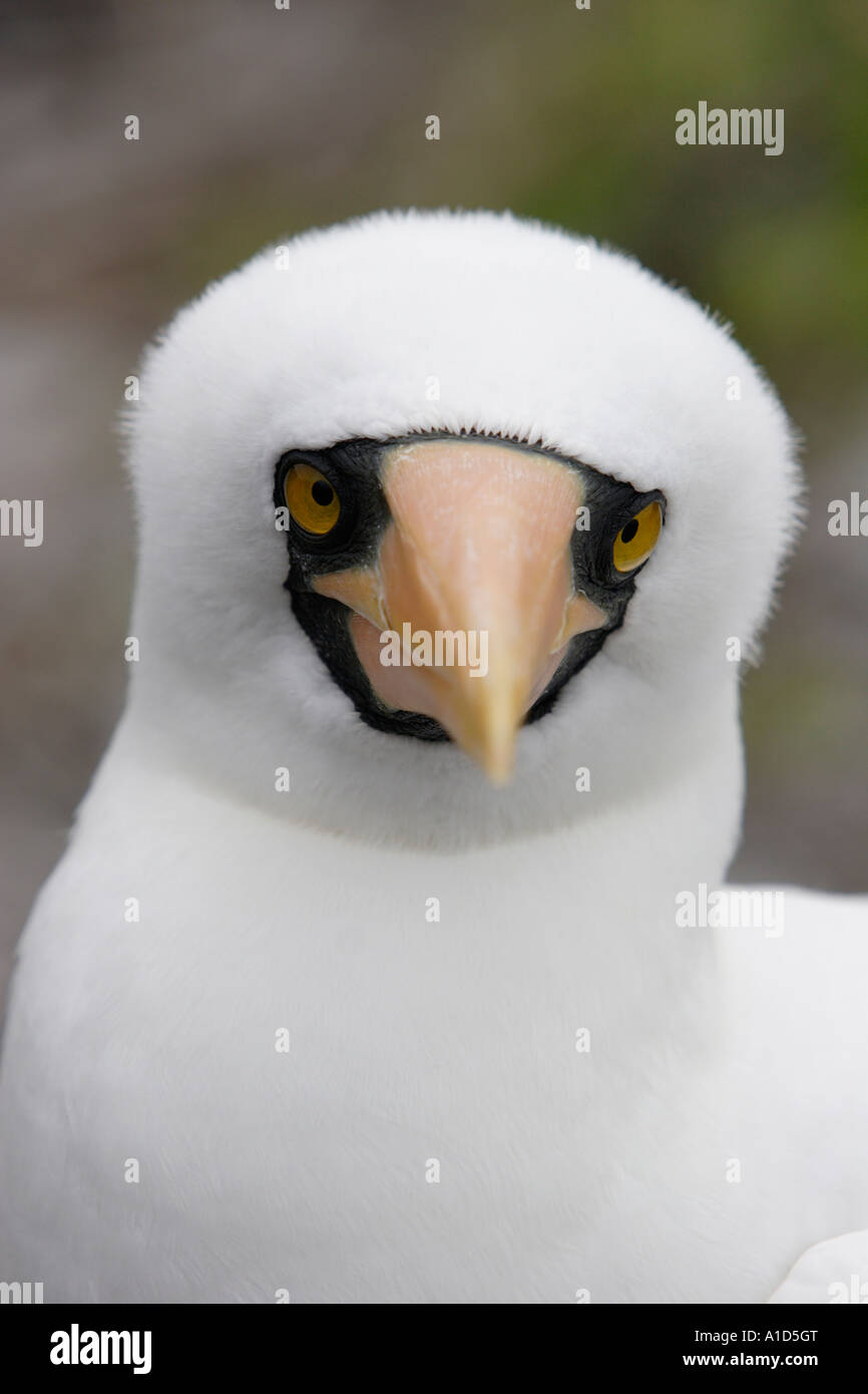 nu72388. Nazca Booby, Sula granti, looking into camera. Galapagos Islands, Ecuador. Pacific Ocean. Photo Copyright Brandon Cole Stock Photo