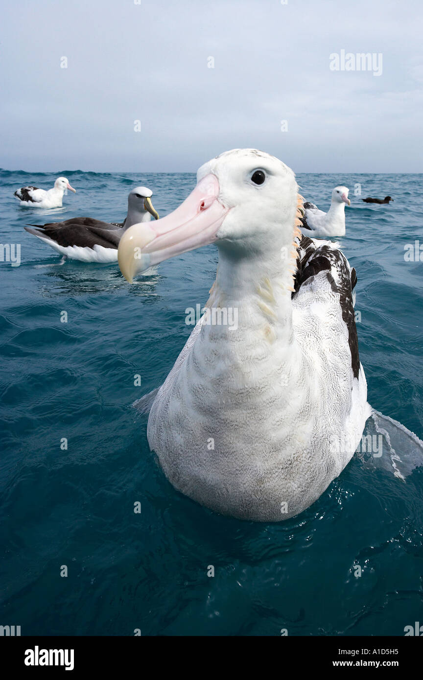 Gibson albatross hi-res stock photography and images - Alamy