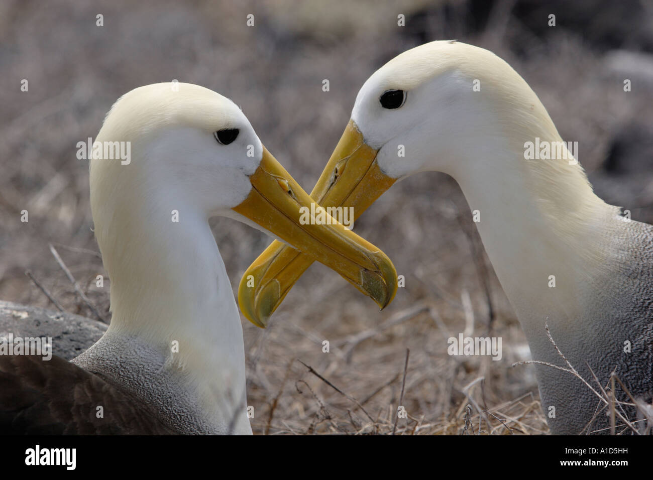 nu72426. Waved Albatross, Phoebastria irrorata, mated pair courting.  Galapagos Islands, Ecuador. Photo Copyright Brandon Cole Stock Photo