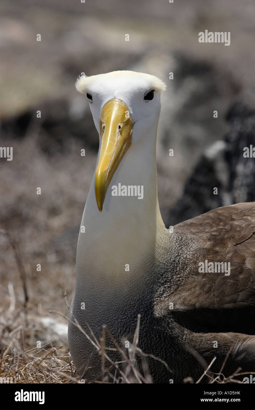 nu72439. Waved Albatross, Phoebastria irrorata. Galapagos Islands Ecuador Pacific Ocean. Photo Copyright Brandon Cole Stock Photo