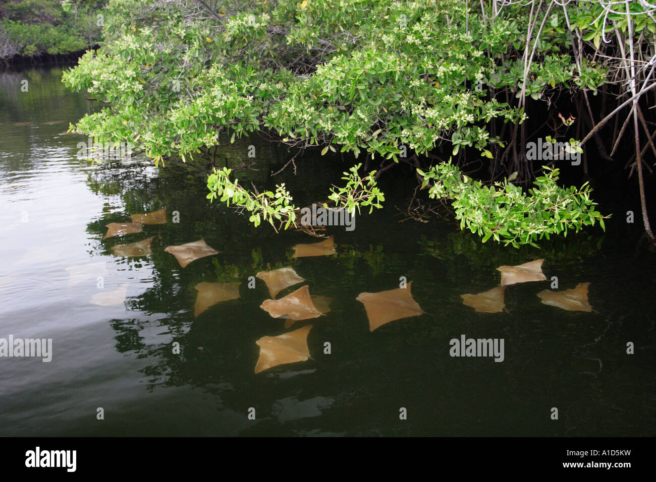 nu72610. Golden Cow Rays, Rhinoptera steindachneri, juveniles in ...
