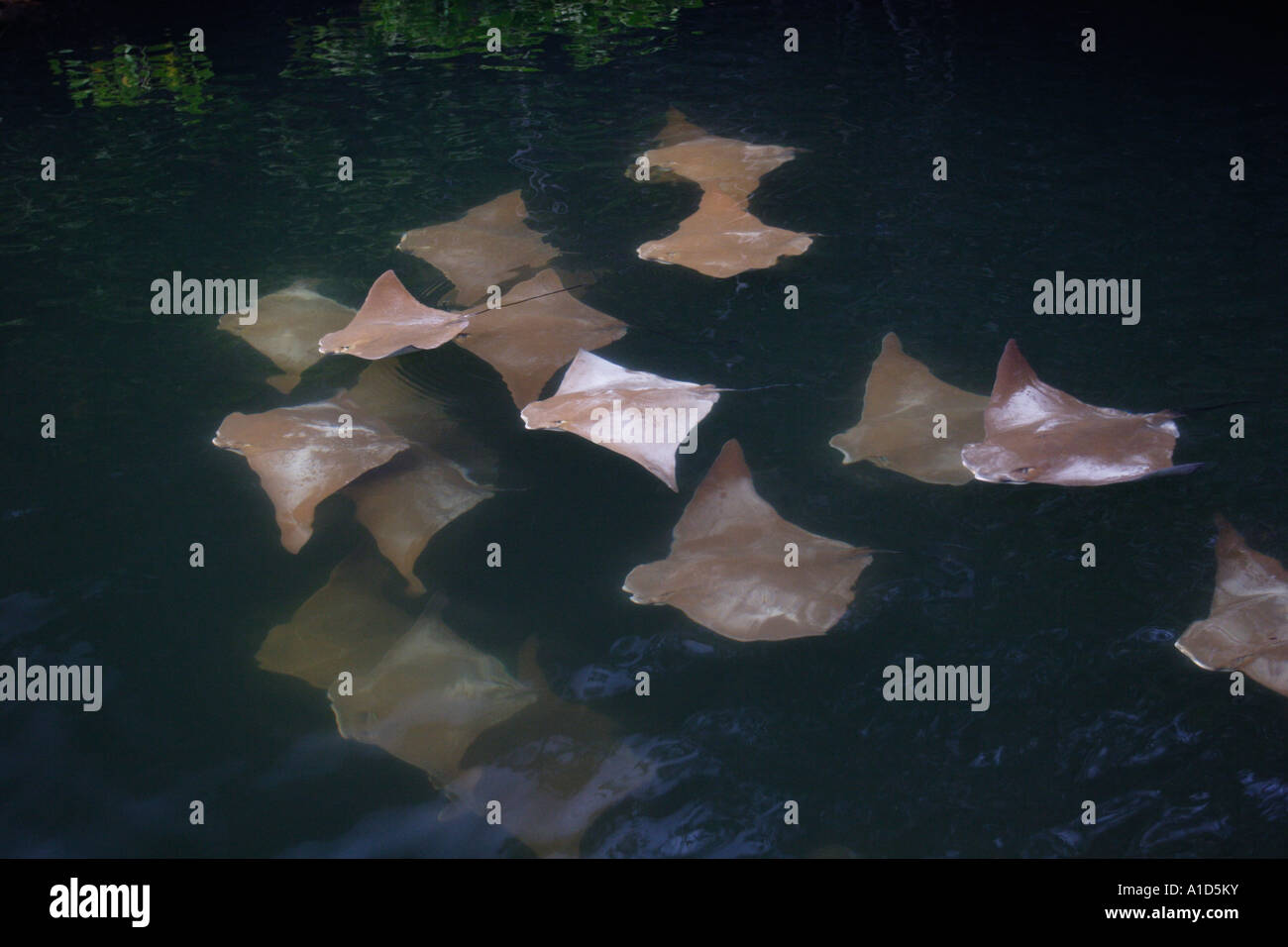 nu72651. Golden Cow Rays, Rhinoptera steindachneri, juveniles in ...