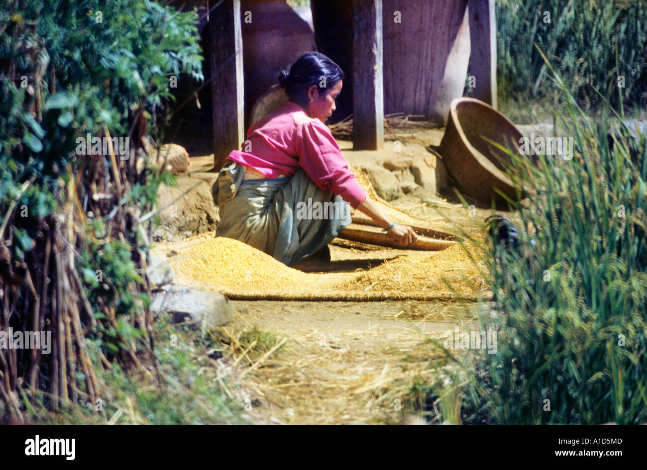 girl Nepal Asia candid unposed winnowing grain on mat harvest agriculture rural portrait rice wheat basket weave woven straw Stock Photo