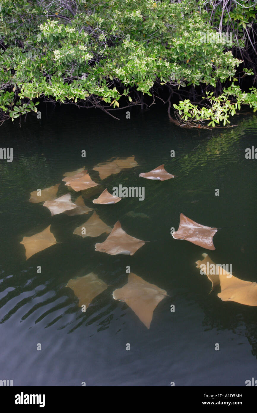 nu72655. Golden Cow Rays, Rhinoptera steindachneri, juveniles in ...