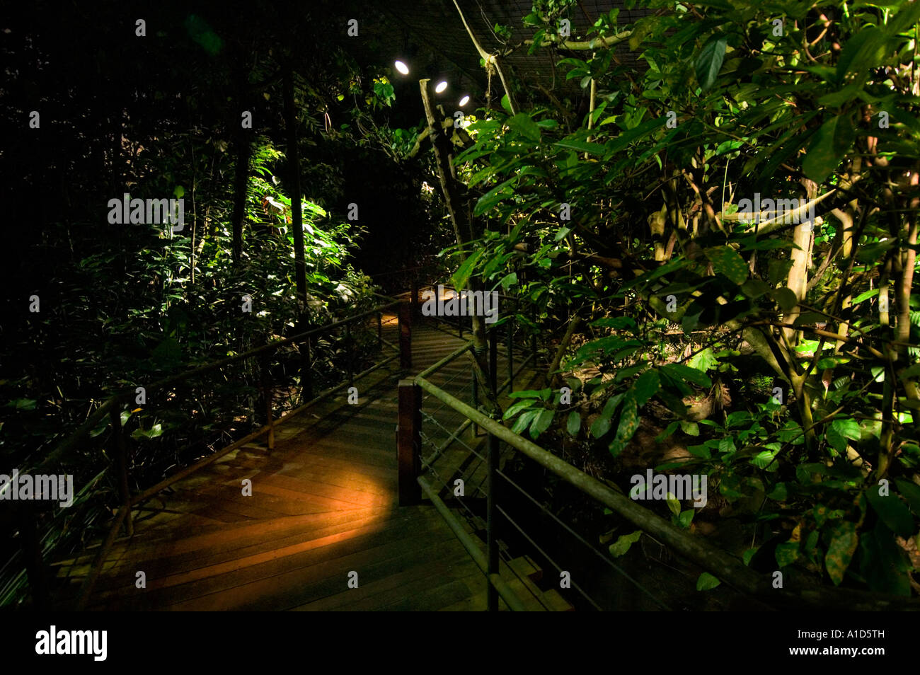 the SINGAPORE NIGHT SAFARI ZOO bat cage run pen darkness luminous