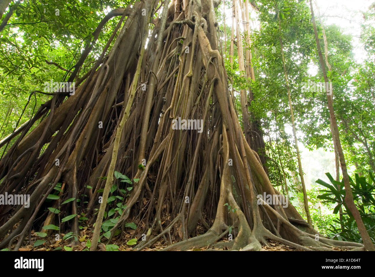 giant trees roots Asia RAINFOREST PRESERVE banjantree banjan Stock