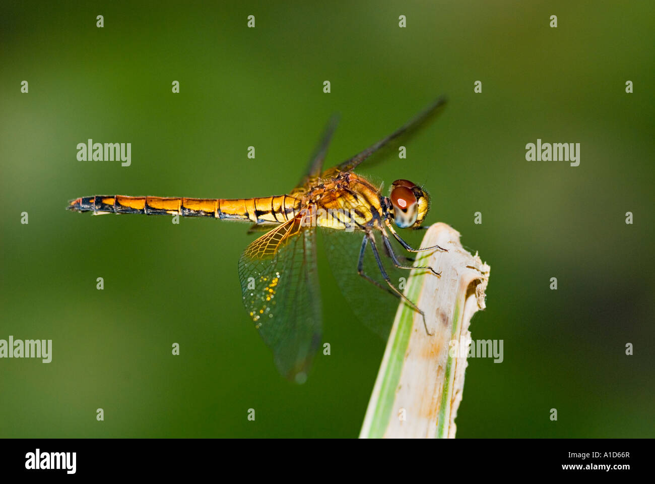 big red brown dragon fly dragonfly Dragonflies Damselflies sitting on a reed branch near water pond Stock Photo