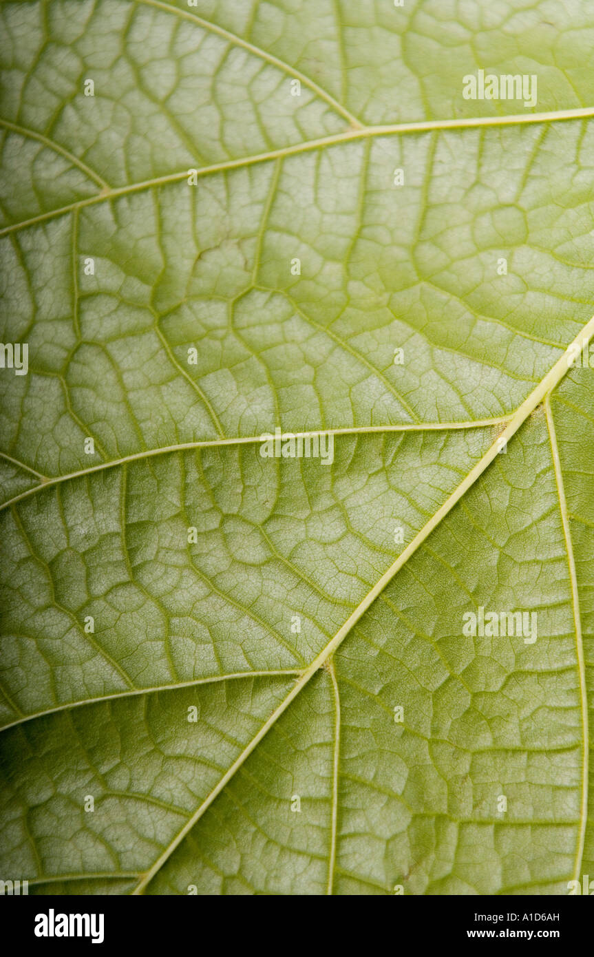 close up of green leaf Stock Photo - Alamy