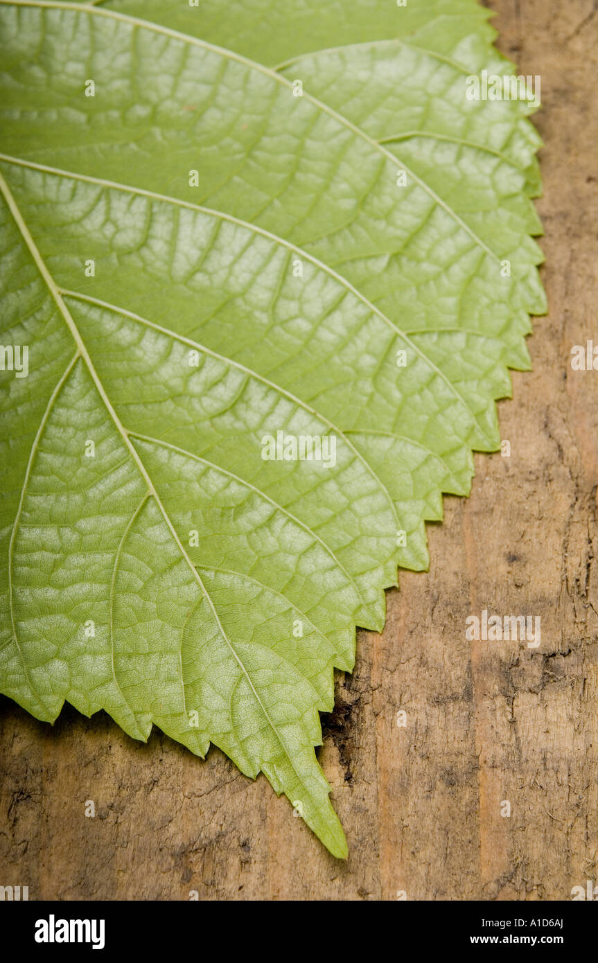 close up of green leaf Stock Photo - Alamy