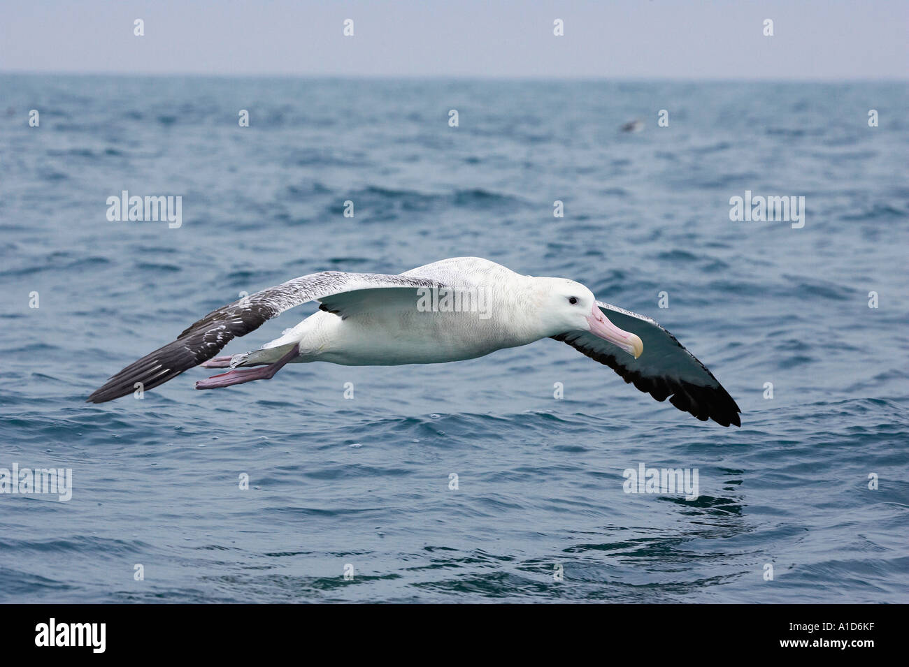 Gibson albatross hi-res stock photography and images - Alamy
